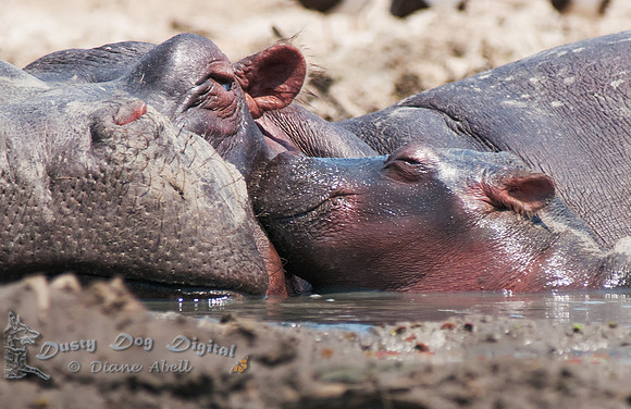 Hippo Baby Love 2,Kasinga Channel