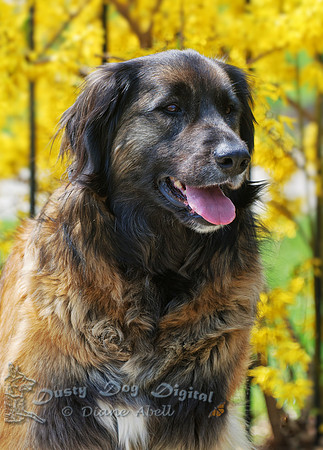 Sweet Abbey