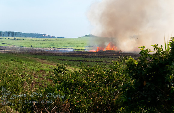 Fires everywhere.  It's how they prepare the fields for the next season's plantings.en route from Mbale to Jinja.