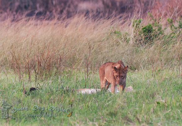 Lion in the evening,Queen Elizabeth National Park