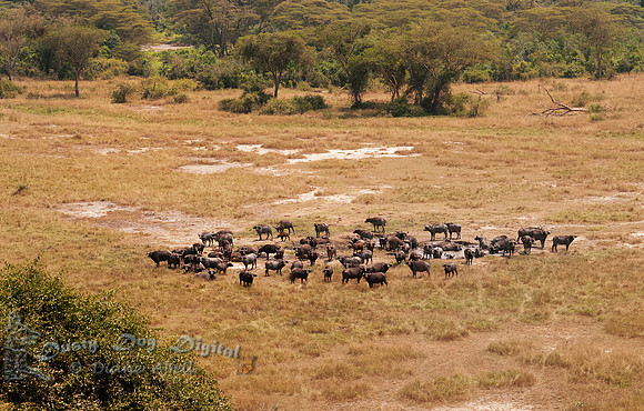 Cape Buffalo Herd at a Mud Hole in the Valley, Kigezi Game Reserve