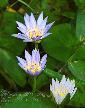 WaterliliesEntebbe Botanical Garden