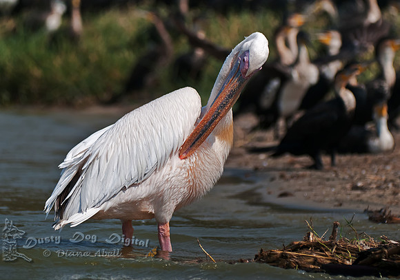 Great White Pelican (Pelecanus onocrotalus),Kasinga Channel