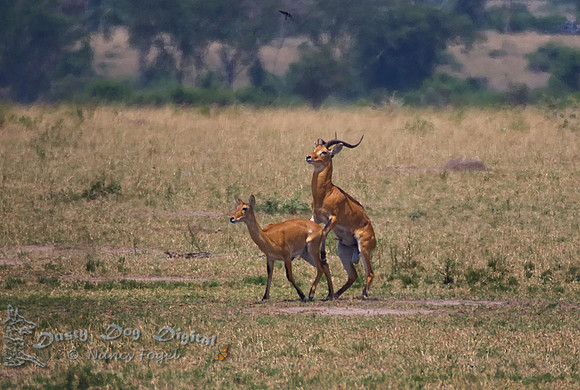 Busy Uganda KobsKigezi Game Reserve