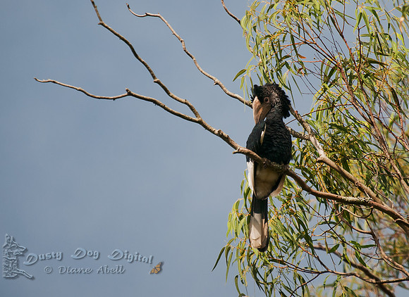 Black-and-white-casqued Hornbill, Bycanistes subcylindricus,Entebbe Botanical Garden