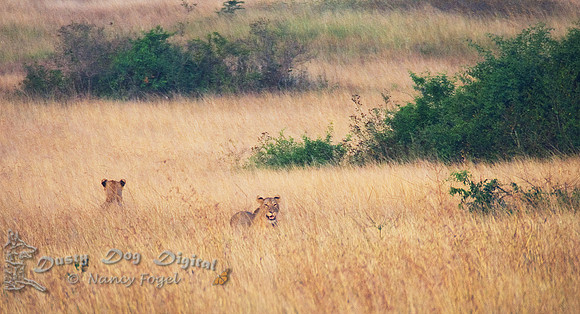 LionsQueen Elizabeth National Park