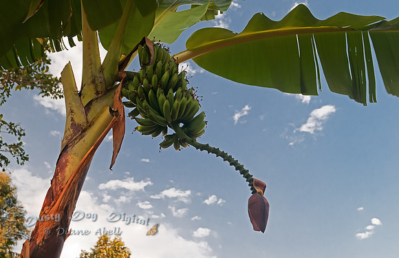 Banana Tree, with the male flower,Samson's Garden.