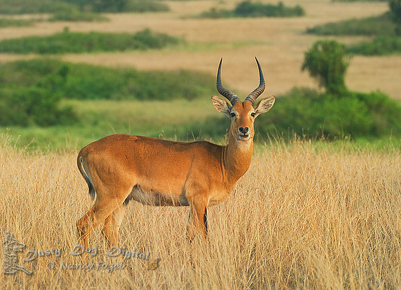 Uganda KobQueen Elizabeth National Park