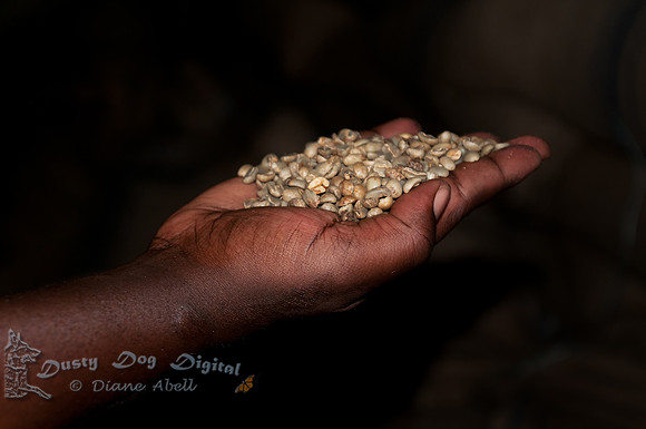 Coffee Beans, unprocessed  Gumutindo Coffee Processing Facility  Mbale, Uganda