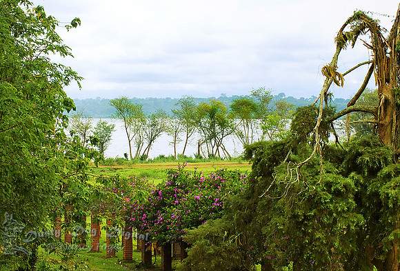 Lake VictoriaEntebbe Botanical Garden