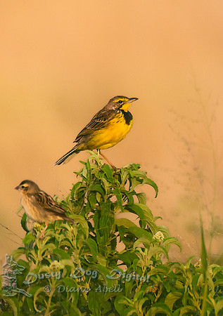 Yellow-throated Longclaw, Macronyx croceusSt. Elizabeth National Park