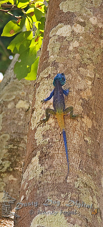 Agama Lizard, Agama agama,Kigezi Game Reserve