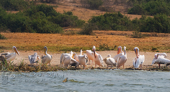 Preening Great White Pelicans (Pelecanus onocrotalus),Kasinga Channel