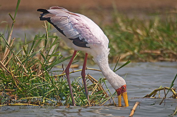 Yellow-billed Stork, Mycteria ibis,Kasinga Channel