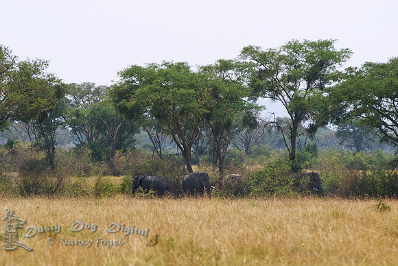 African ElephantsKigezi Game Reserve