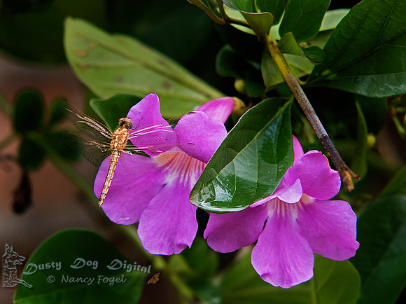 DragonflyEntebbe Botanical Garden