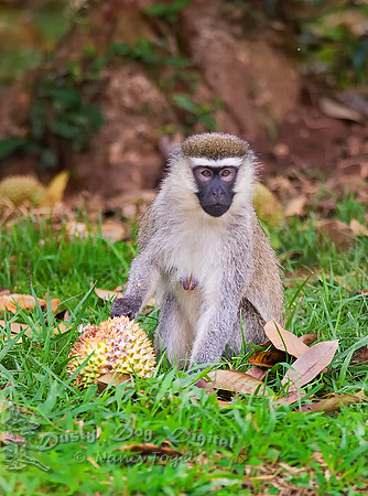 Vervet MonkeyEntebbe Botanical Garden
