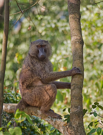 Olive Baboon, Papio anubisOn road on route to Kigezi Game Preserve