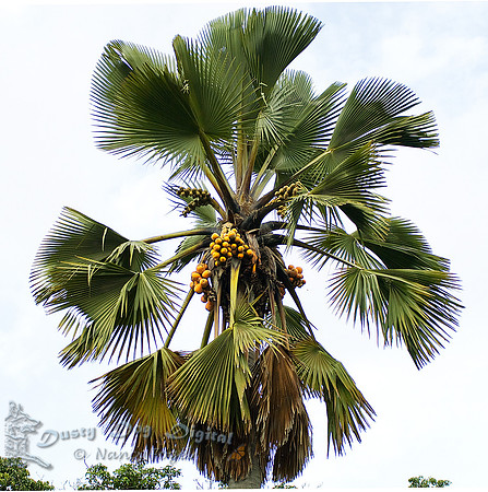 Palm TreeEntebbe Botanical Garden