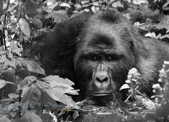 Gorilla from the Mubare Family