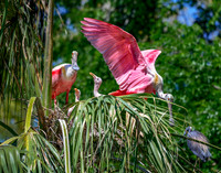 Roseate Spoonbill Family, Alligator Farm Rookery