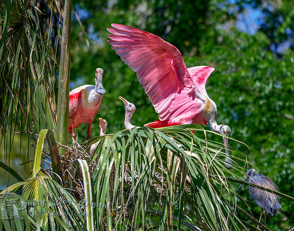 Roseate Spoonbill Family, Alligator Farm Rookery