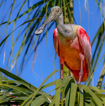 Roseate Spoonbill