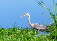 Great Blue Heron