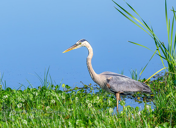 Great Blue Heron