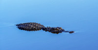 Other Wildlife