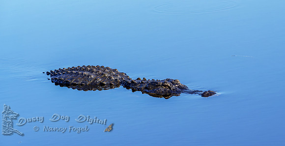 Alligator