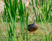 Mottled Duck, Male