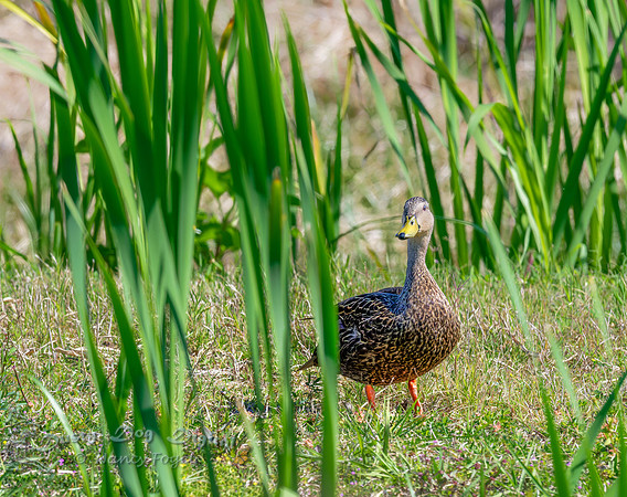 Mottled Duck, Male