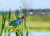 Purple Gallinule Feasting on Cattails