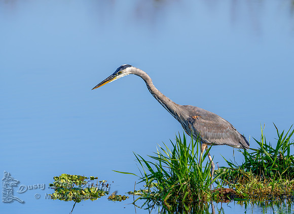 Great Blue Heron