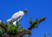 Woodstork