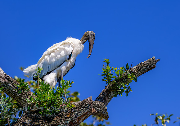 Woodstork