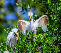 Egret Chicks