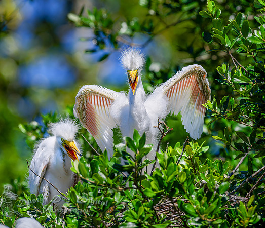 Egret Chicks