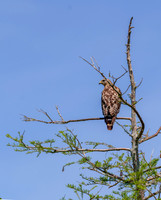 Red-tailed Hawk
