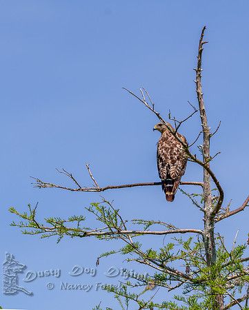 Red-tailed Hawk