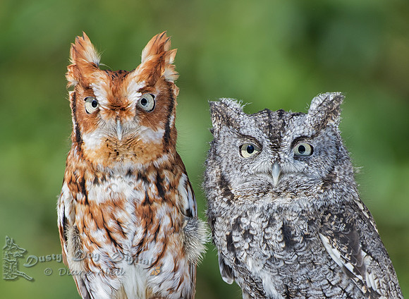 Screech Owls, red morph screech, gray morph screech, owls, captive owls,