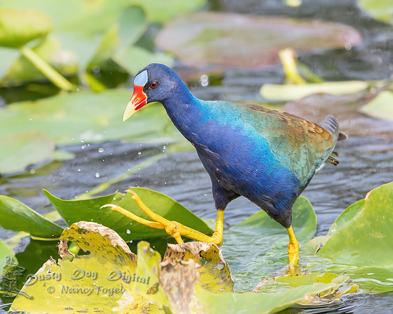 Purple Gallinule, Everglades