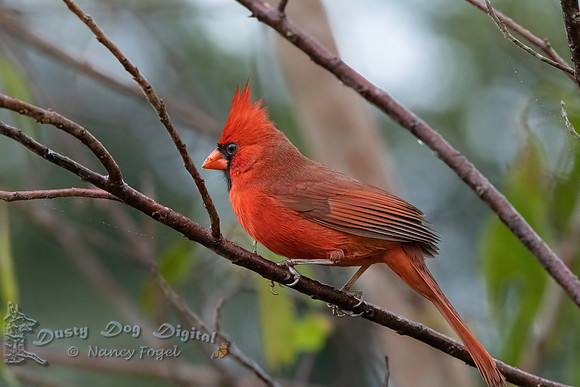 Northern Cardinal