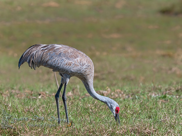 Sandhill Crane at the side of the road