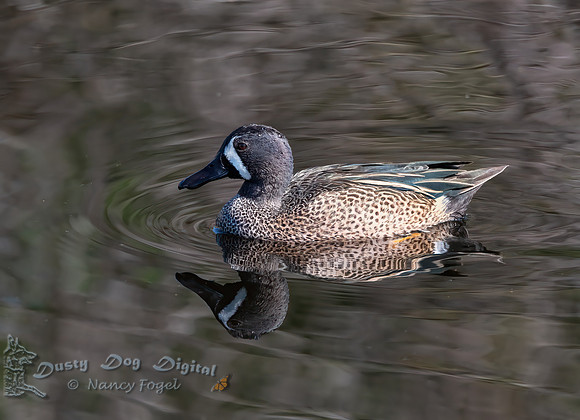 Blue-winged Teal, Lake Apopka Wildlife Drive