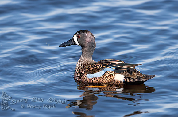 Blue-winged Teal, Lake Apopka Wildlife Drive