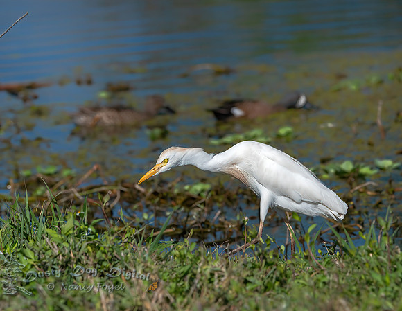 Cattle Egret