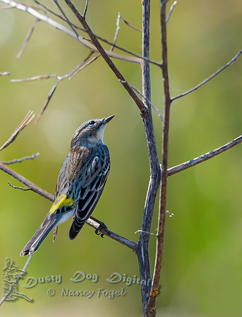 Yellow-rumped Warbler