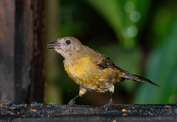 Flycatcher
